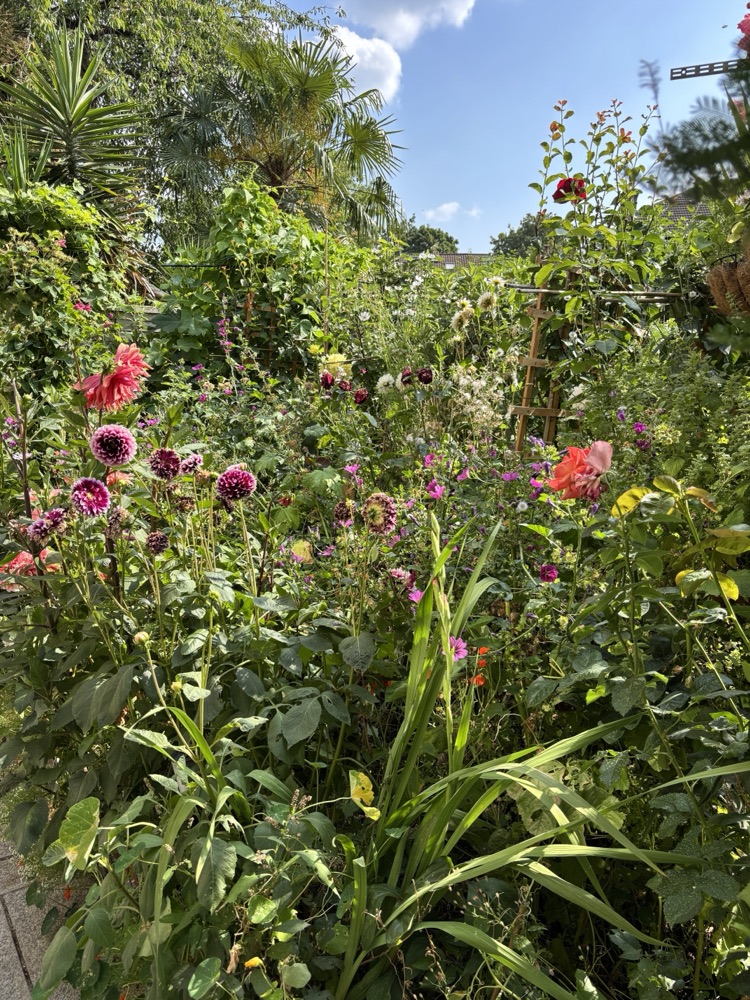 The borders in August: dahlias in every colour, mallow and cosmos.