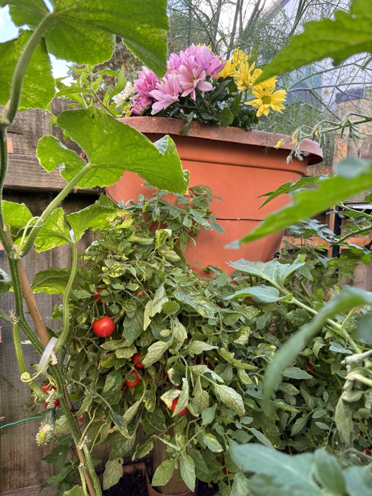 Flowers on top of the pot, tumbling tomatoes cascading below.